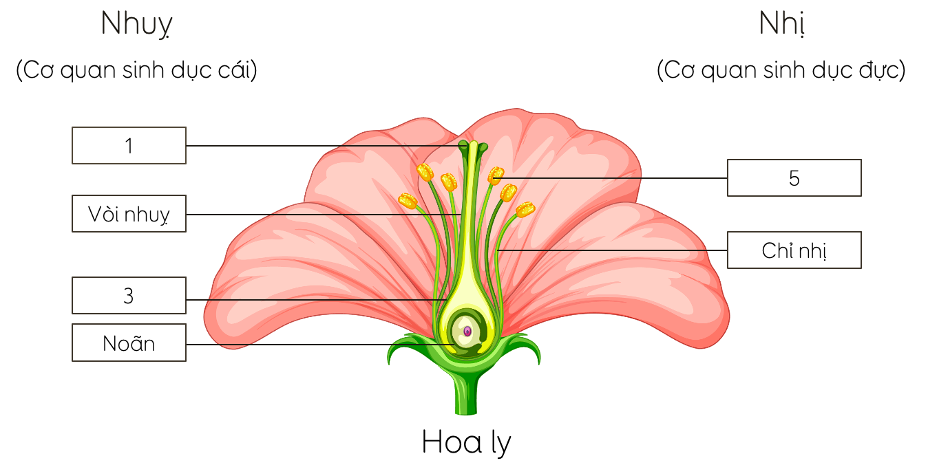 cấu tạo của hoa